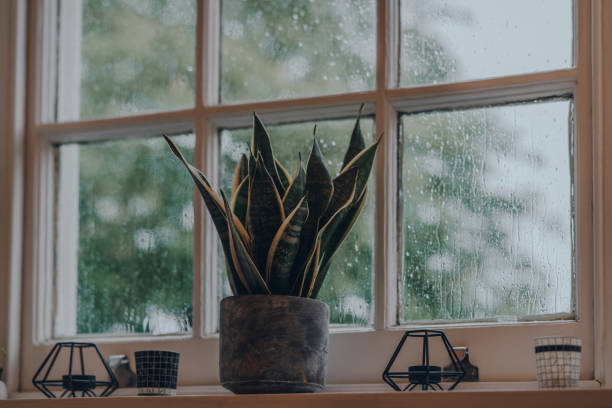 工業スタイルのセメントポットとティーライトホルダーを自宅の窓ガラスに植え、窓ガラスに雨が降ります。 - window light window sill home interior ストックフォトと画像