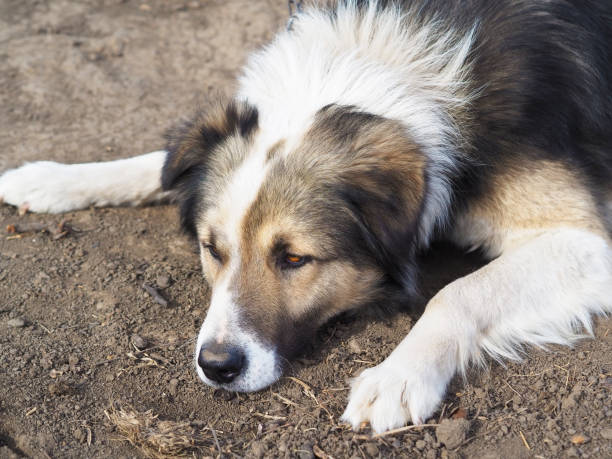 istock Carpathian Big shepherd dog in rural scene 1223480134