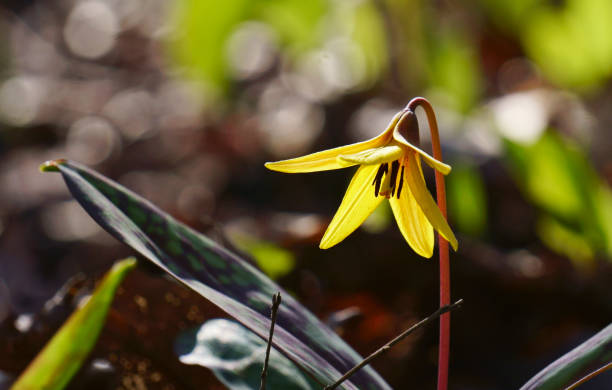 Yellow Trout Lily, Latin: Erythronium americanum, blooming in slope in its natural habitat in Toronto, Ontario, Canada in spring