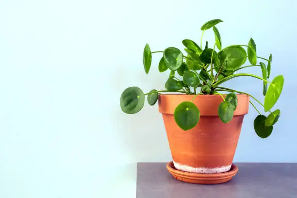 Photo of pilea peperomioides, Chinese Money Plant, Ufo Plant or Pancake plant in retro modern design home decoration