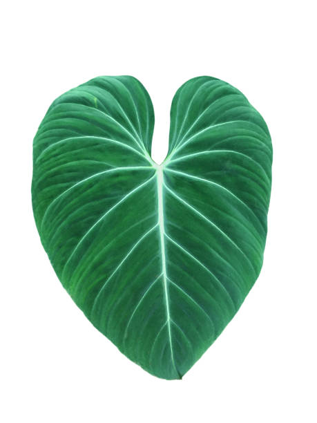 istock Leaves and Flowers 1223482464