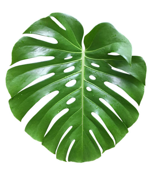 istock Leaves and Flowers 1223482487