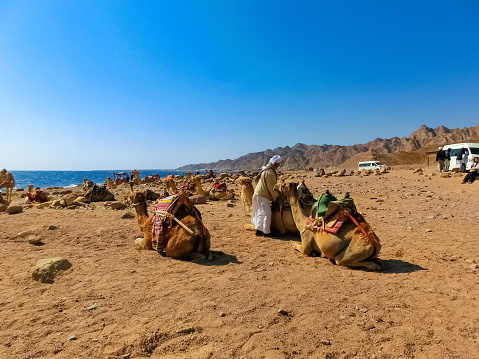 Sharm El Sheikh, Egypt - February 17, 2020: The local Egyptian man and camels on beach on February 17, 2020 in Sharm el Sheikh, Egypt.