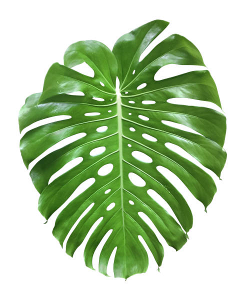 istock Leaves and Flowers 1223482554
