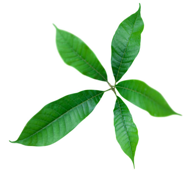 istock Leaves and Flowers 1223482556