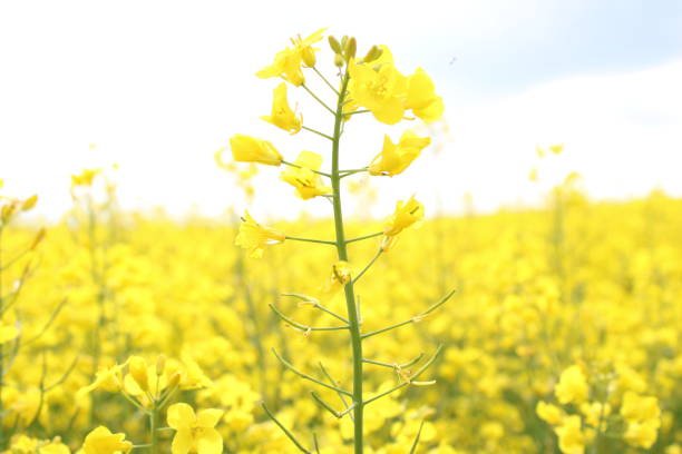 istock yellow colza flowers at an austrian field in springtime 1223482605