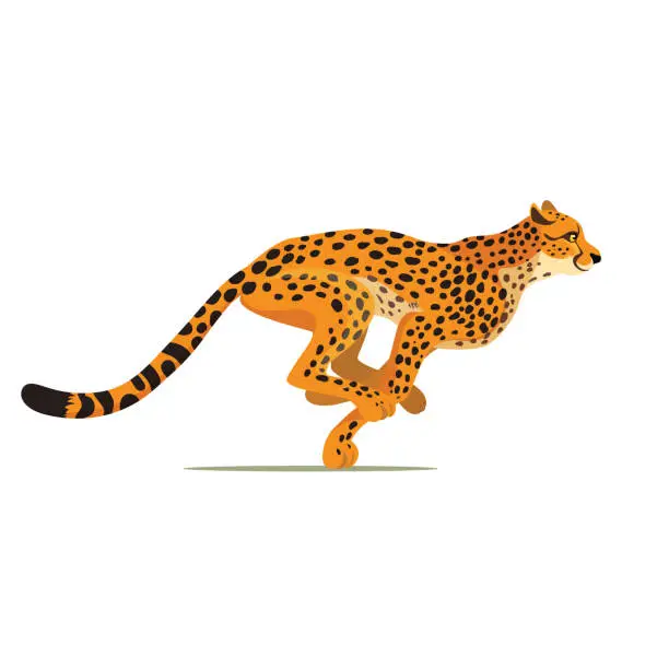 Vector illustration of Gepard running. Cheetah animal hunter in wild Africa. Dangerous leopard. Vector