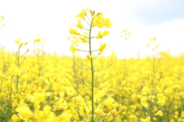istock yellow colza flowers at an austrian field in springtime 1223482655