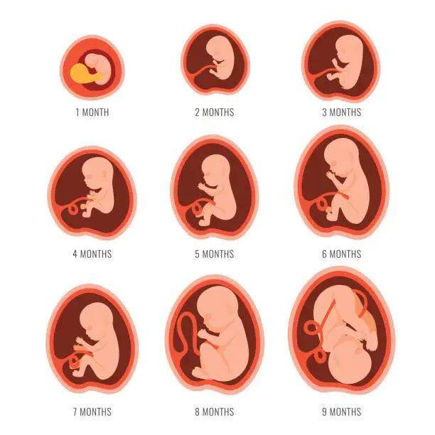 Vector illustration of Pregnancy fetal foetus development . Embryonic month stage growth month by month cycle from 1 to 9 month to birth. Medical infographic elements isolated on white background. Flat vector illustration