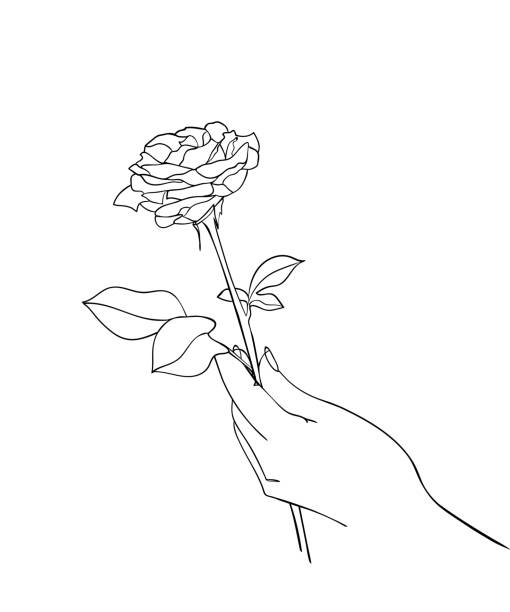 ilustraciones, imágenes clip art, dibujos animados e iconos de stock de mano sosteniendo flor de rosa, dibujo de línea. - ilustración vectorial - hand holding flowers