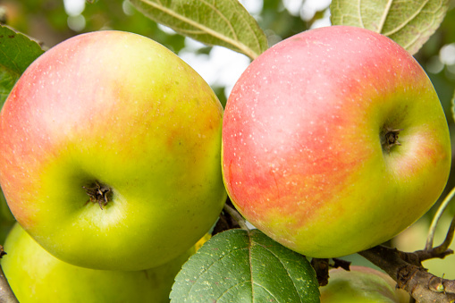 Fresh organic apples are harvested. Apple variety Brettacher or also called Brettach spice apple.