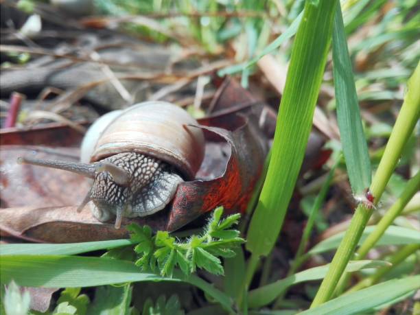istock live snail in the middle of grass 1223486961