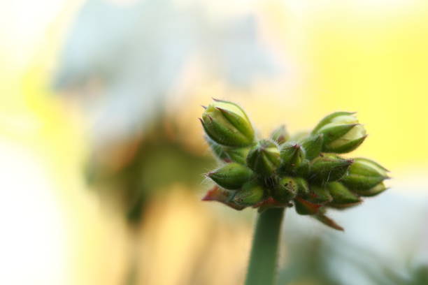 the beautiful flowers of the garden plant