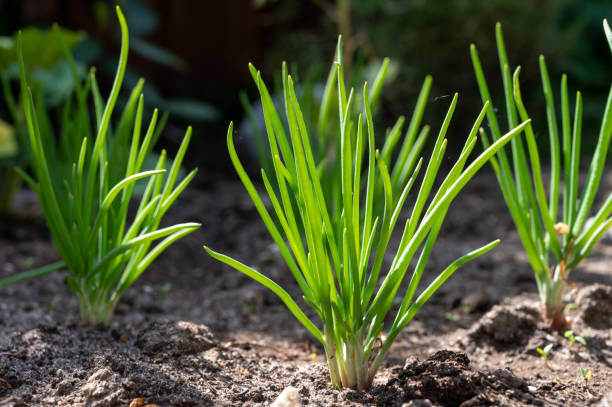 istock Young shallot onion plants growing in spring garden 1223488730