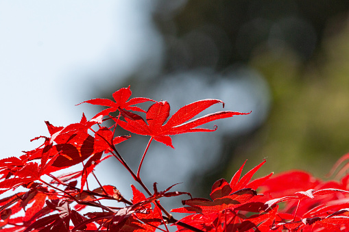 Japanese maple tree with bright red leaves as a potted plant on a balcony in Bonn, Germany. I really like the colors of this tree. Especially in Autumn it gets really shiny in bright colors.