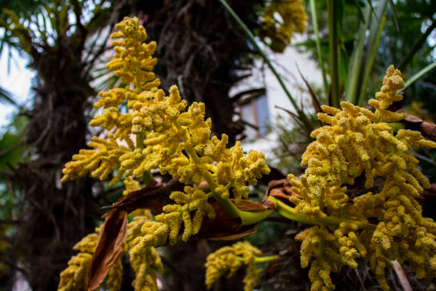 Flowering of the trachycarpus palm. Large clusters dotted with small yellow flowers. Flowering of the trachycarpus palm. Large clusters dotted with small yellow flowers. Inflorescences under the leaves. Lots of sunlight. Spring. Tropical plant. trachycarpus photos stock pictures, royalty-free photos & images