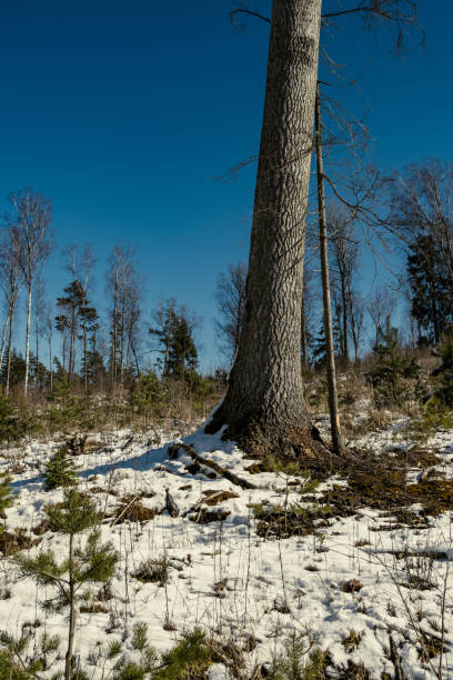 istock shadows under the trees in winter forest with low snow 1223490367