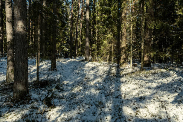 istock shadows under the trees in winter forest with low snow 1223490384