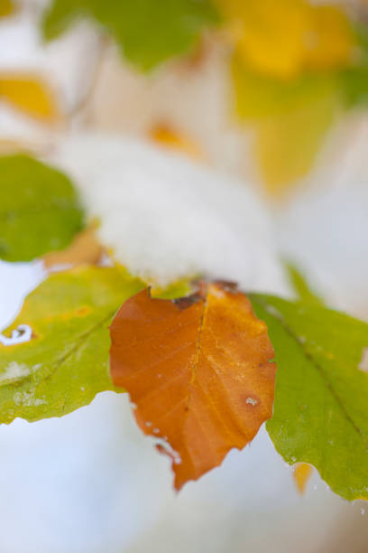 Snow covered leaves in autumn colors
