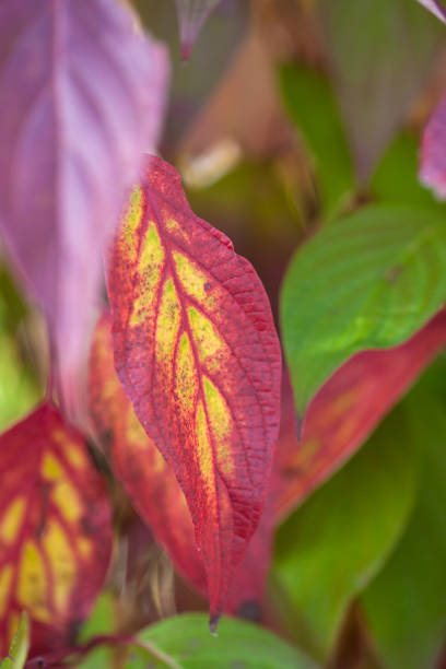 istock Autumn colored leaves in the garden 1223492576