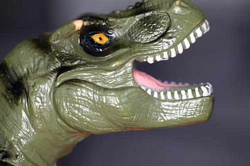 Close up of head and teeth of a T-rex, soft plastic tyrannosaurus rex dinosaur toy