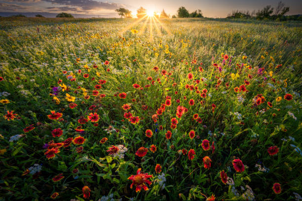 istock Texas Wildflowers at Sunrise 1223493899