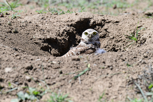 Boulder, CO, May 2nd, 2020: A single Burrowing Owl appears at midday. These small owls are active during daylight. The largest threat Burrowing Owls face is the destruction of their natural habitat and environmental disruption caused by land development.