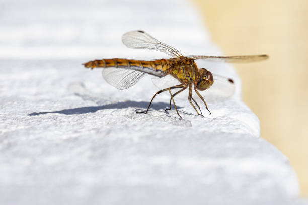 Macro stacking close up of a golden orange dragonfly resting on a white painted brick wall