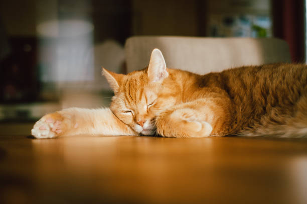 29,000 Lazy Cat Stock Photos, Pictures & Royalty-Free Images - iStock | Lazy  cat silhouette, Fat lazy cat, Lazy cat in sun