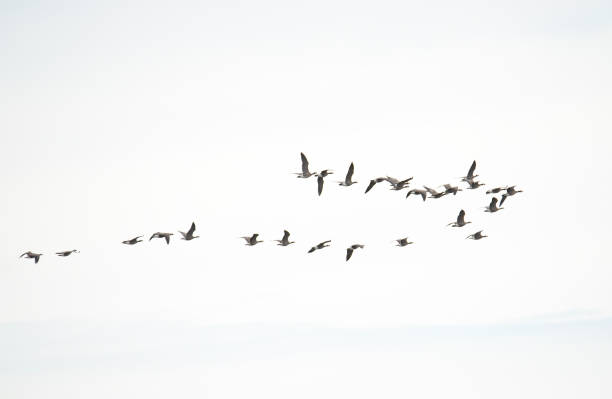 Gansos migrando contra um céu branco - foto de acervo