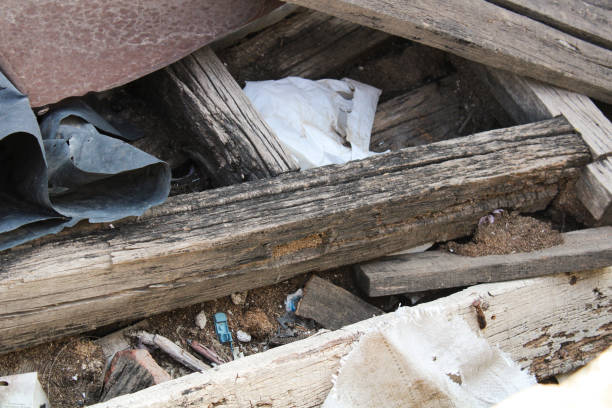 istock Waste of the trees from which this wood is made 1223495717