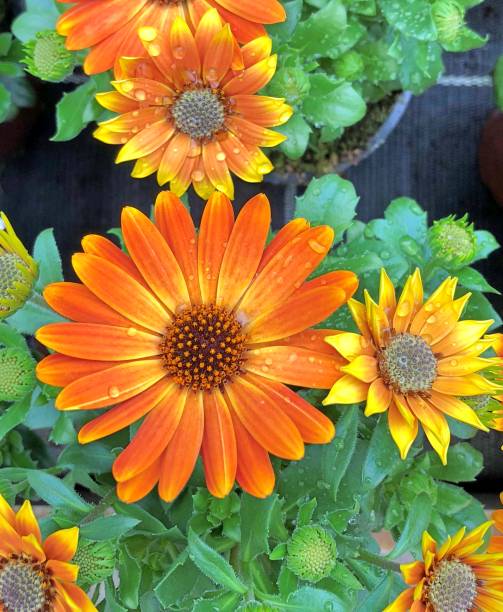istock Orange Marguerite Daisy flowers 1223495747