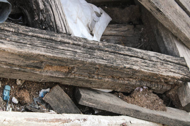 istock Waste of the trees from which this wood is made 1223495954