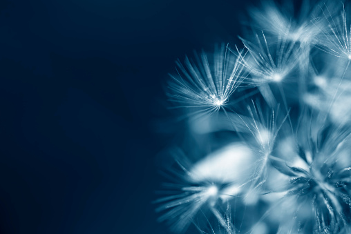 Natural background, close up of dandelion, abstract background