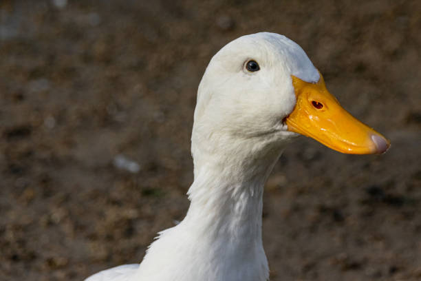 istock Portrait of a white pekin duck 1223497379