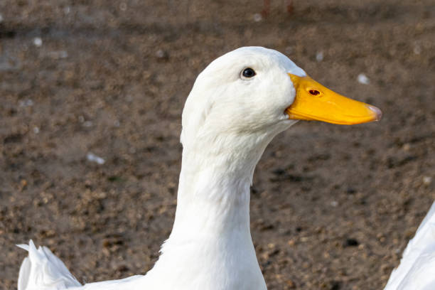 istock Portrait of a white pekin duck 1223497398
