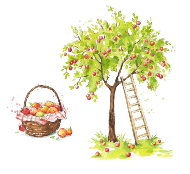 사다리와 잘 익은 appples의 바구니와 사과 나무, 사과 농장 수채화 그림 - apple apple tree branch fruit stock illustrations