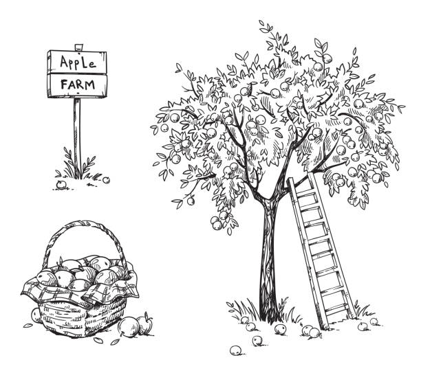 ilustraciones, imágenes clip art, dibujos animados e iconos de stock de manzano con una escalera y una cesta de appples maduros, ilustración vectorial de granja de manzanas - huerta