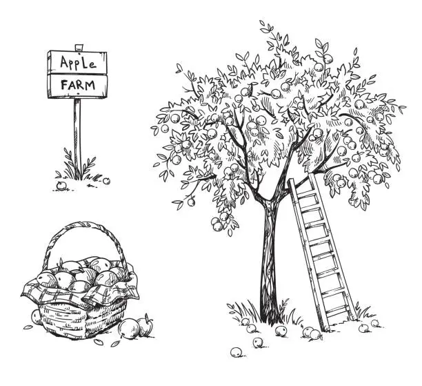 Vector illustration of Apple tree with a ladder and a basket of ripe appples, apple farm vector illustration