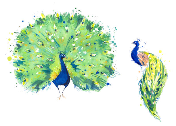 istock Peacock birds watercolor illustration, hand painted 1223498188
