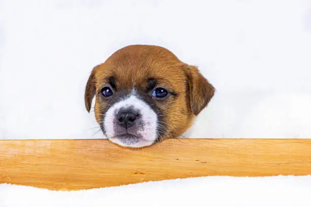 Photo of cute muzzle puppy female Jack Russell lies behind a wooden picture frame on a white background, Scandinavian design