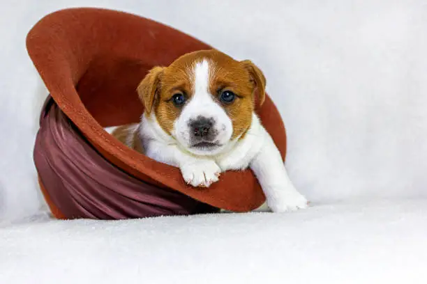 Photo of cute little puppy dog  jack russell is sitting in a felt orange hat, the minx is playing. White background