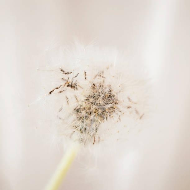 istock Fluffy head of dandelion closeup, soft selective focus, light background 1223498472