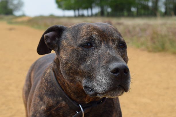 istock Dramatic Staffordshire Bull Terrier on a Sandy Path 1223499420