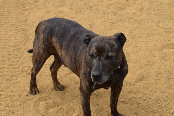 istock Staffordshire Bull Terrier Standing on a Sandy Path 1223499432