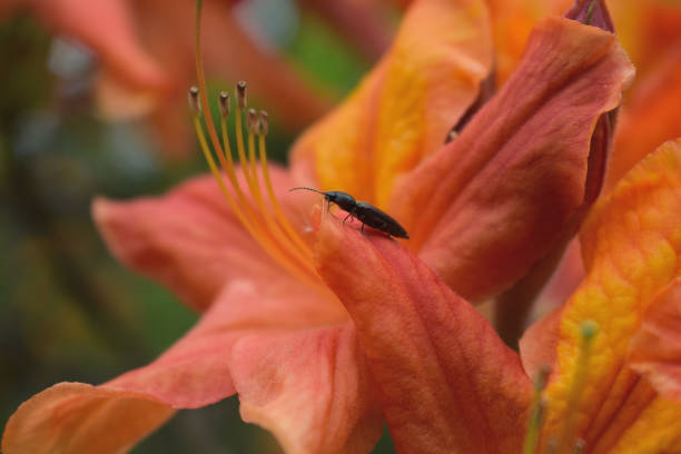 istock Small Black Beetle on Asiatic Lily 1223499437
