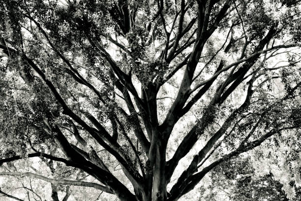 Canopy nature's click