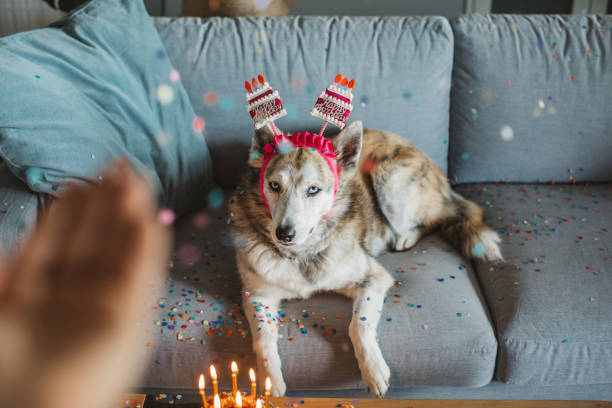 istock Pets birthday party 1223499812