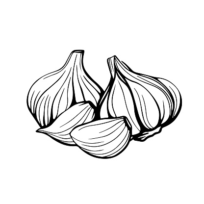 Garlic isolated on a white background. Garlic head and clove. Strengthening the immune system. Hand-drawn vector illustration in the Doodle style.