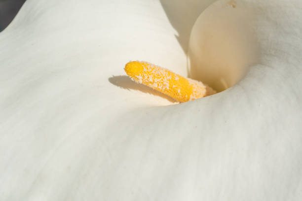 Close up of chalice flower of the Calla lily or Arum lily - Zantedeschia aethiopica, on a brown blurry background.